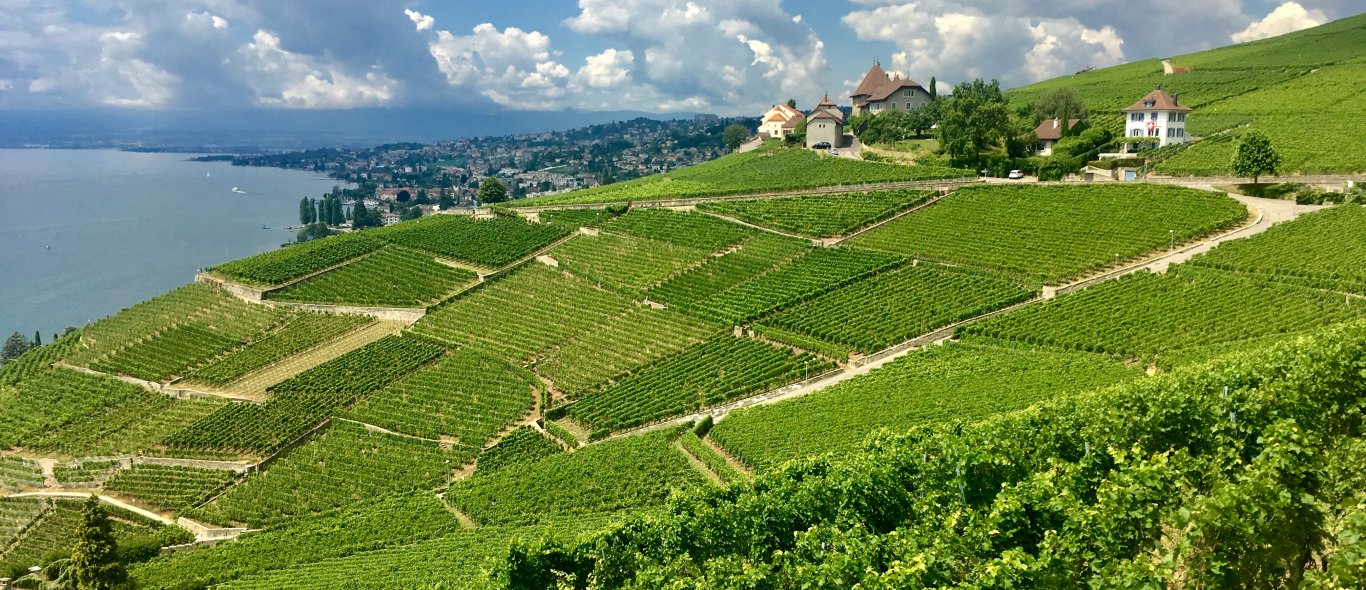 Wijnbergterrassen van Lavaux image