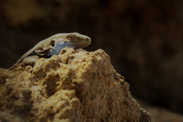 Blauwbaard hagedis