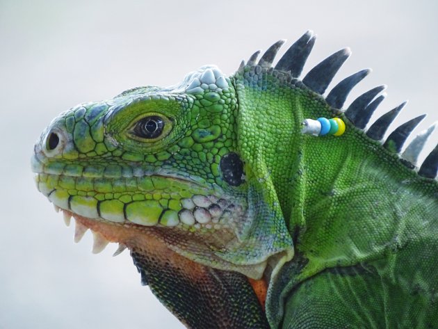 inheemse iguana