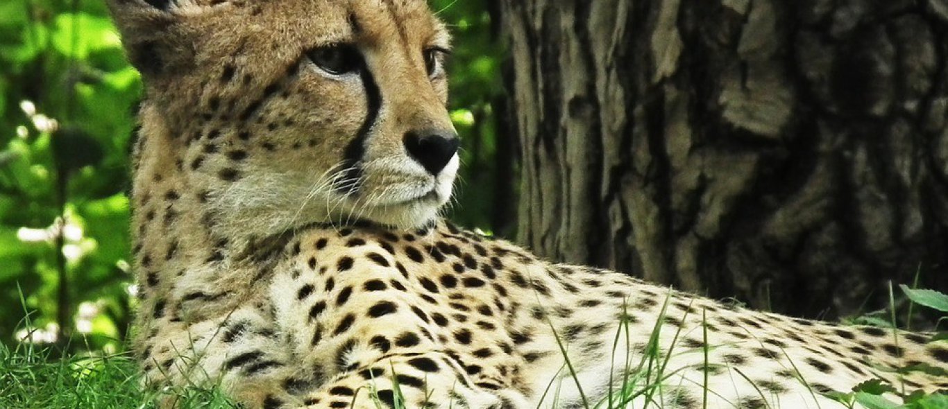 Cheeta dreigt ten onder te gaan aan illegale handel image