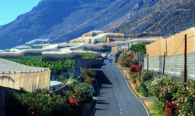 Plantages La Palma