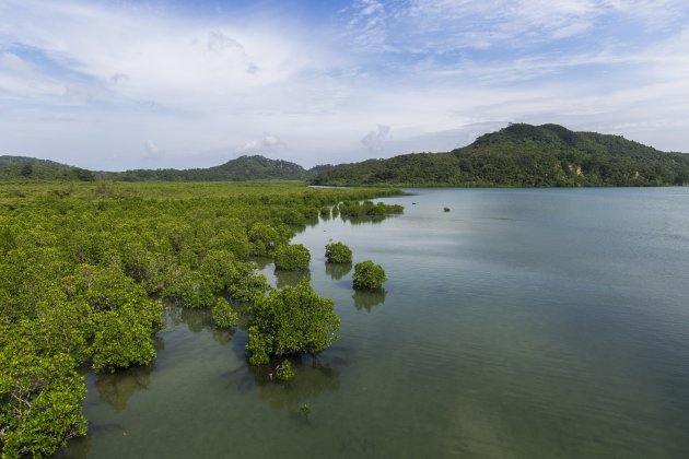 Mangrove langsheen de Urauchi rivier