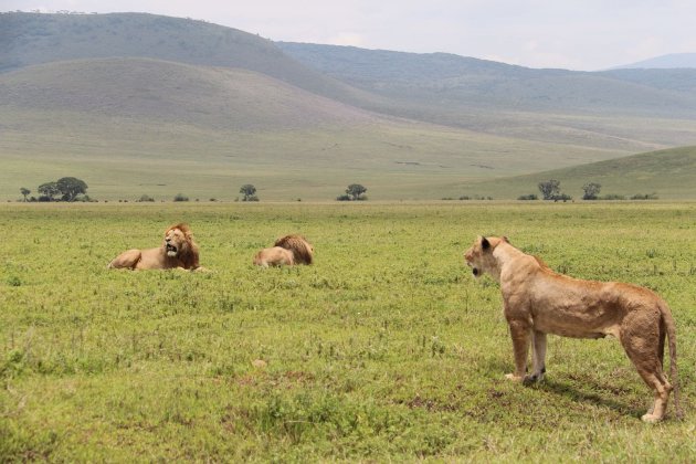 Leeuwen NgoroNgoro krater