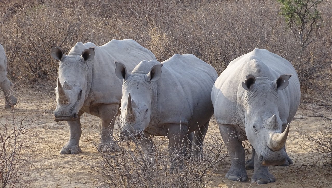 The white Rhino's