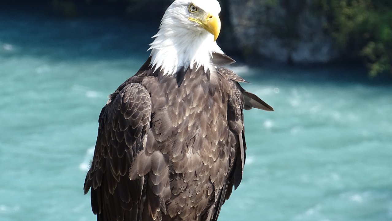 Alaska Eagle