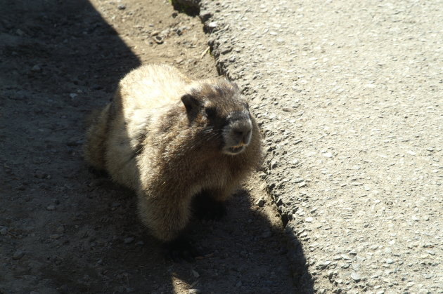 bergmarmot