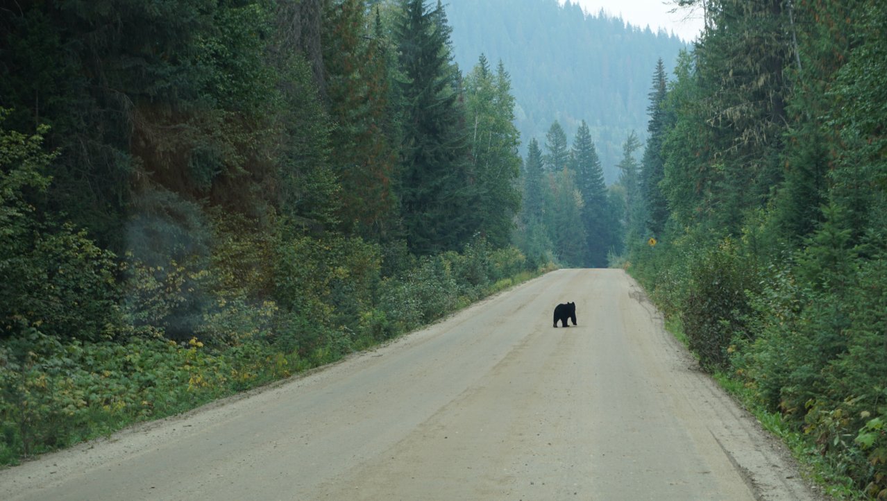 Beren en zalmen spotten in Wells Grey Provincial Park
