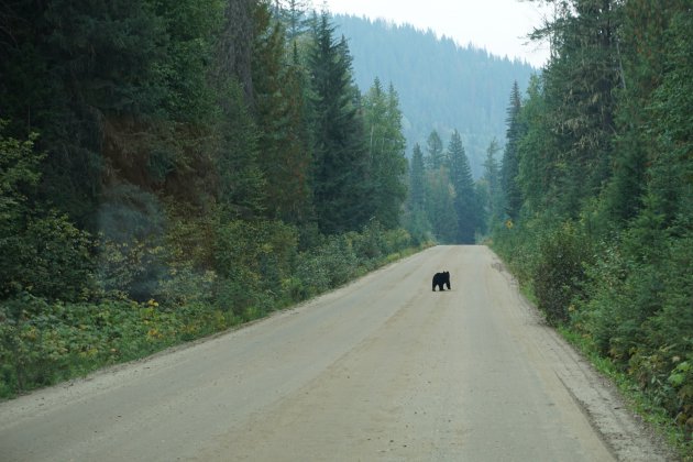 Beren en zalmen spotten in Wells Grey Provincial Park
