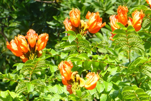 African tulip tree