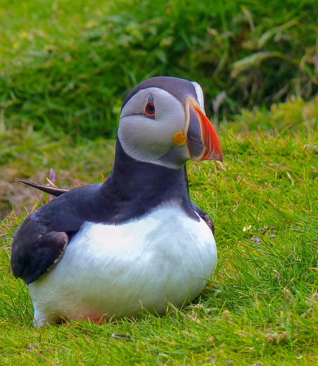 Genieten van puffins op het eiland Unst