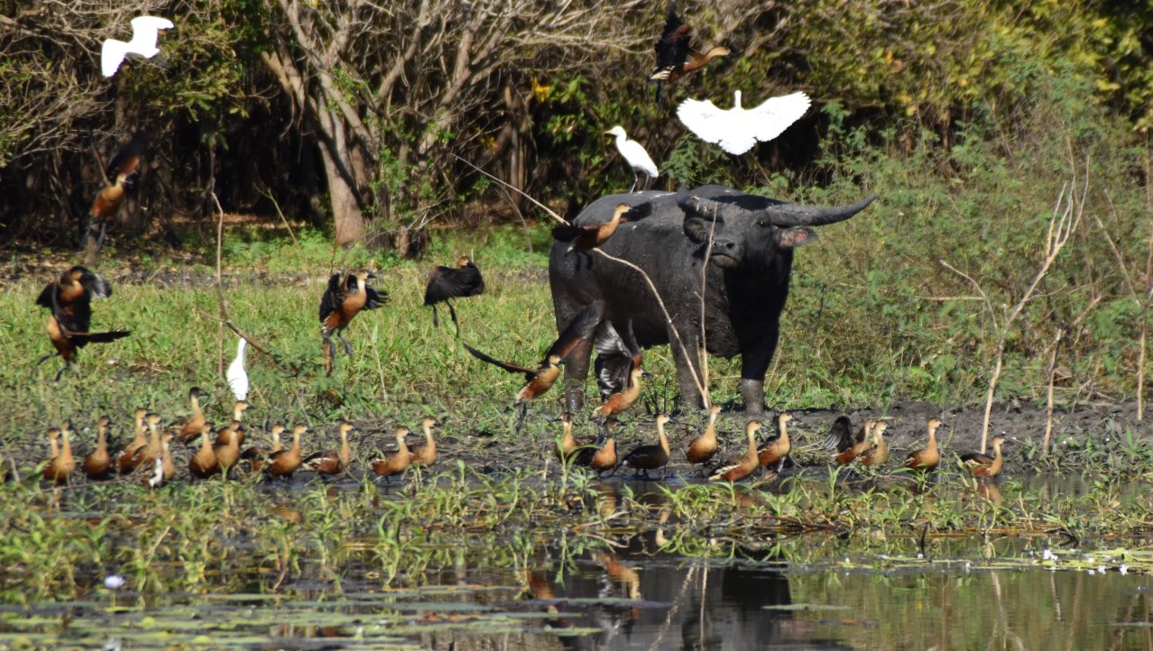 Buffel omringt door vele vogels