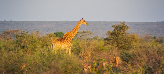 Zonsondergang boven het Krugerpark