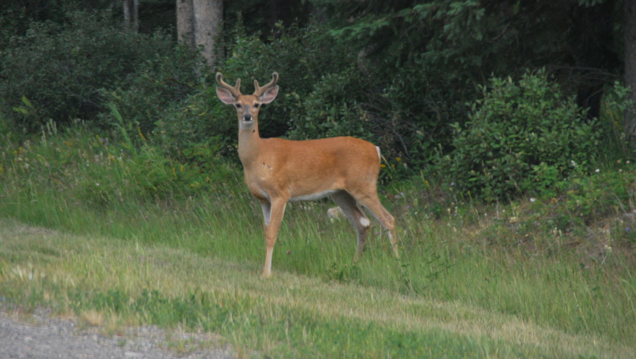 Veel wildlife in dit Provincial Park