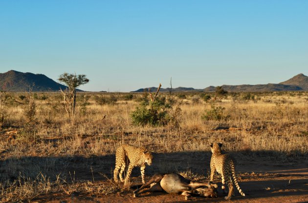 Cheeta's in Madikwe