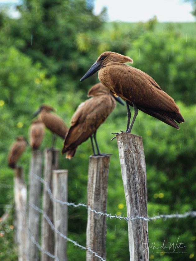 Hamerkopvogel