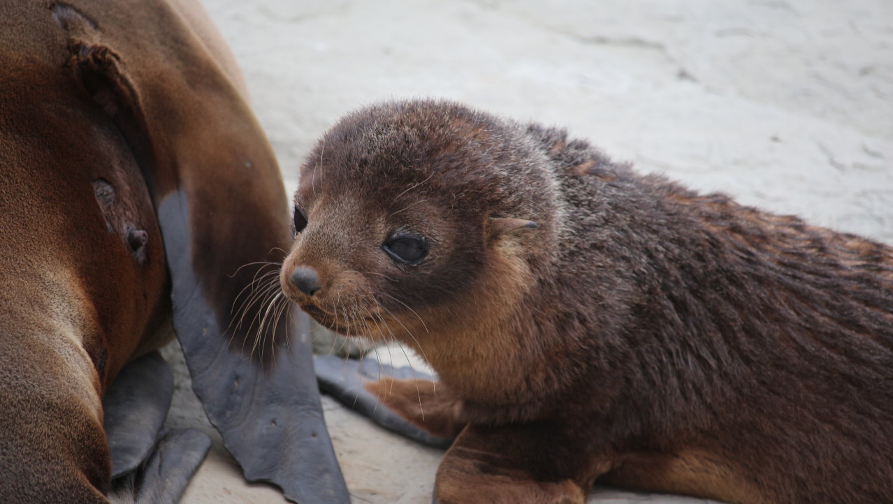 Furseal