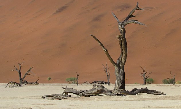 Dead trees in Dead Vlei