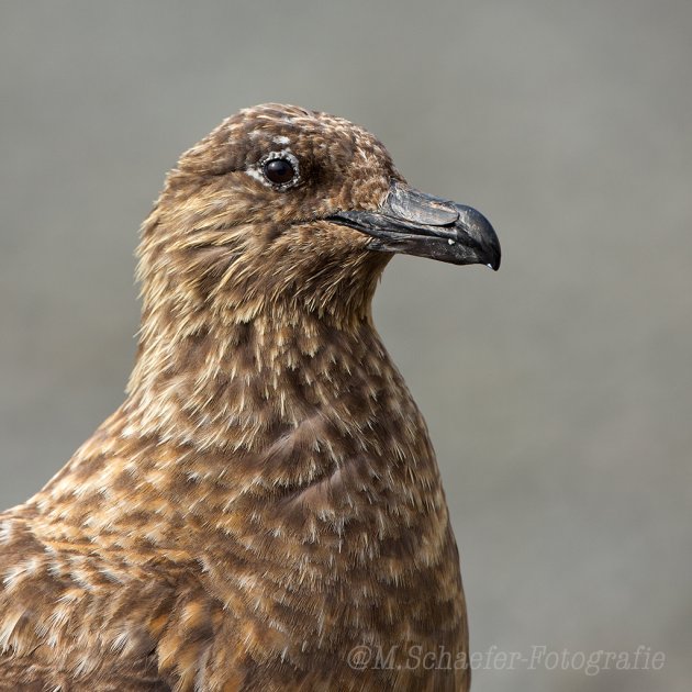 Portretje van de Grote Jager