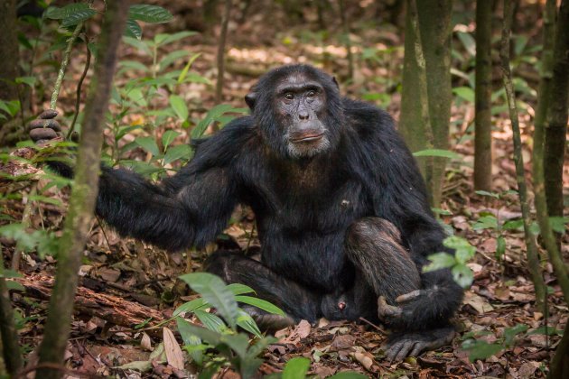 In het spoor van de chimpansees