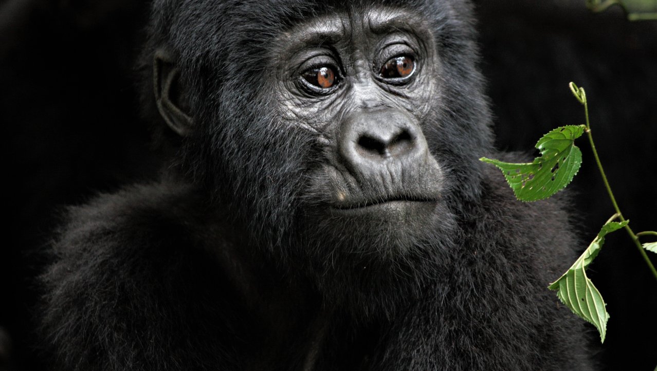 oog in oog met de gorilla's