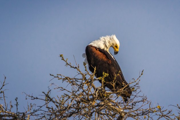 De Zuid Afrikaanse visarend