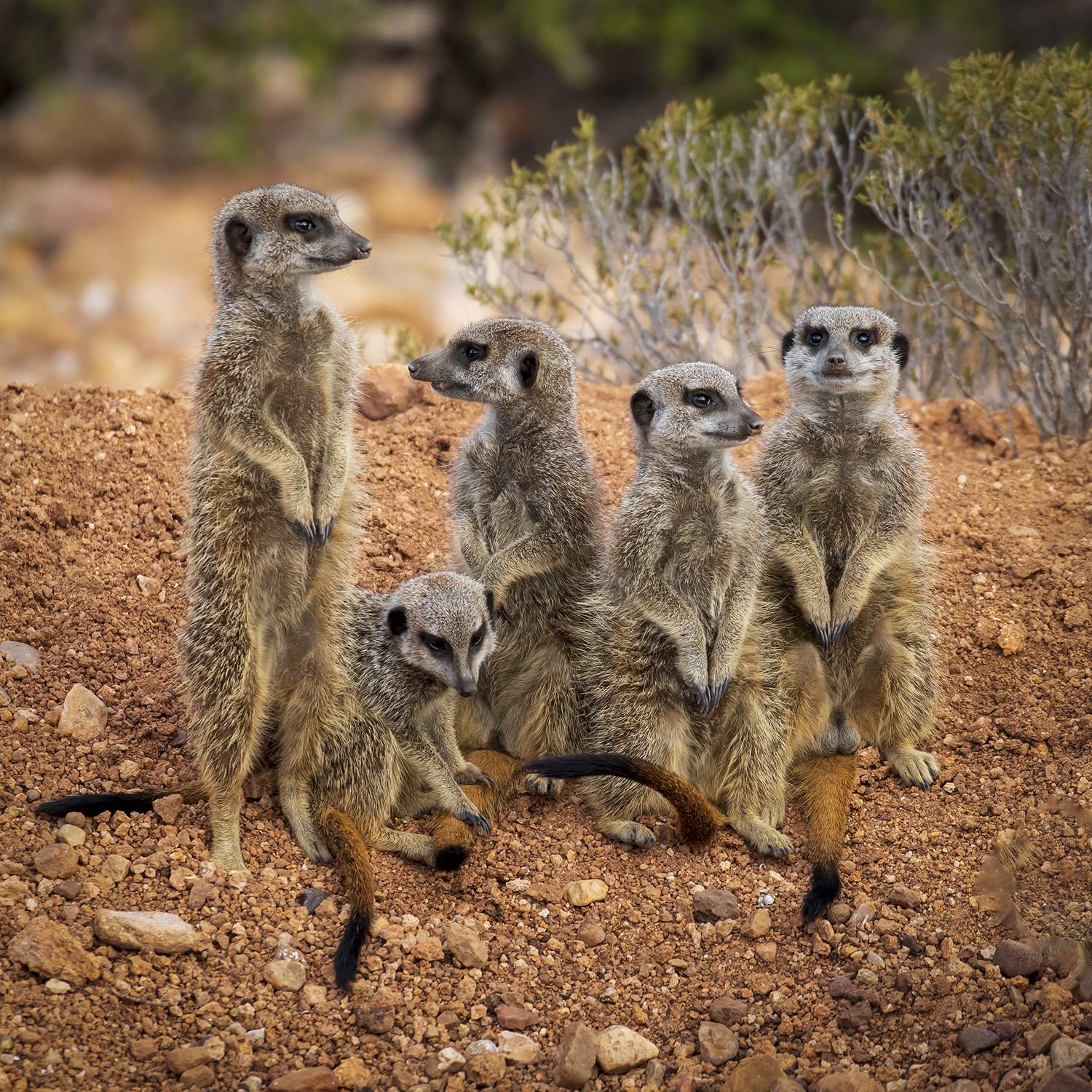 Stokstaartjes in Oudtshoorn