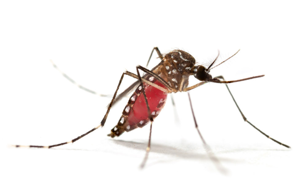 De aedes-mug brengt veel virussen over die tropische ziektes zoals gele koorts en dengue veroorzaken.