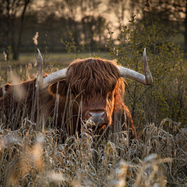 '1119769' door Tomas.nl