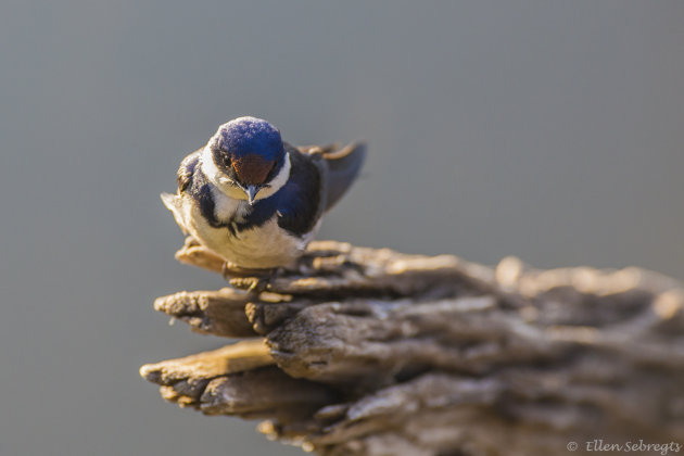 Vogelspotten in Zuid Afrika