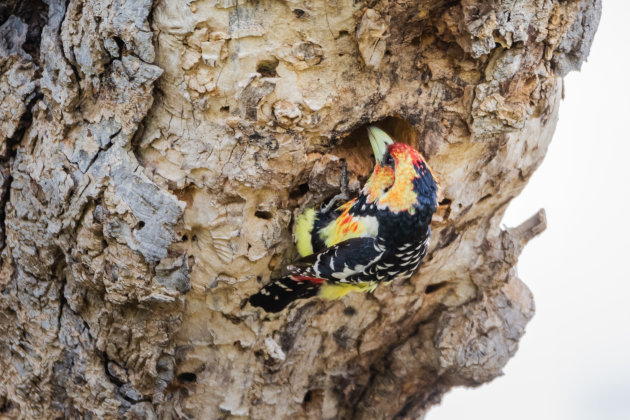 Een kuifbaardvogel bij zijn nest.