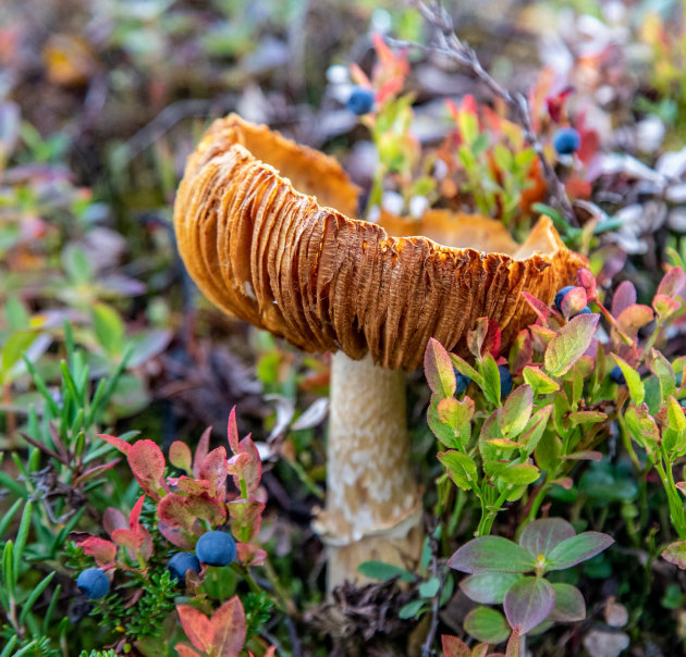 Paddestoel met lekkers