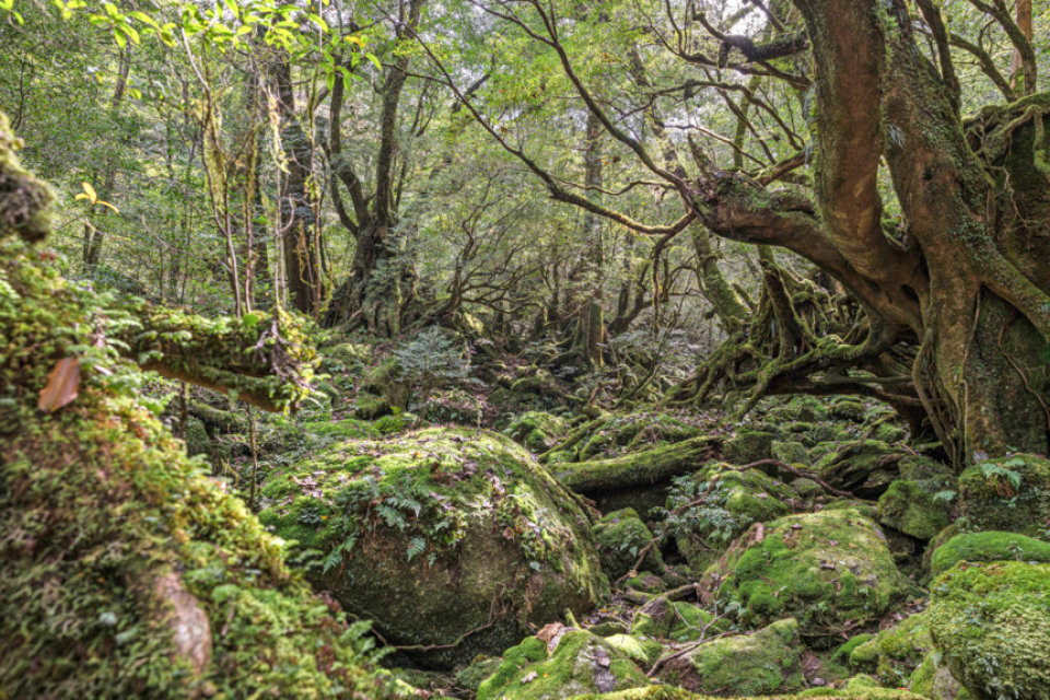 bossen op Yakushima, Japan