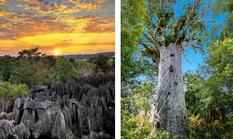 Tshingy Madagaskar / Kauribossen Nieuw-Zeeland