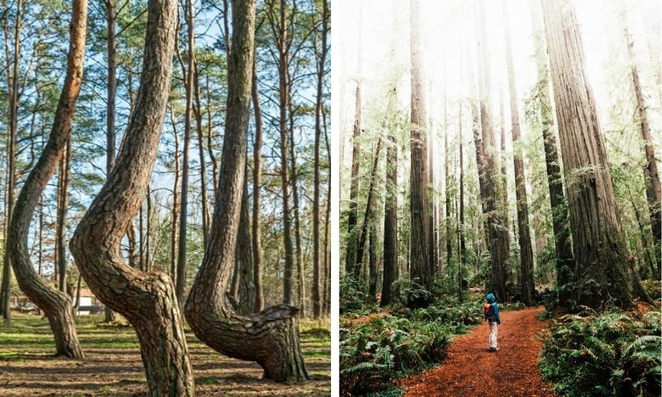 Krzywy Las Polen / Humboldt Redwood Park Californië, Verenigde Staten