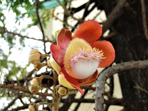 Bloem van de Kanonskogelboom.