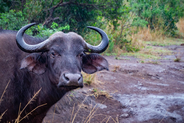 Buffel in de regen