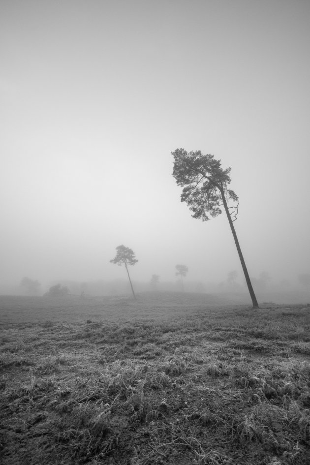 Mist en schuine bomen in de Maasduinen