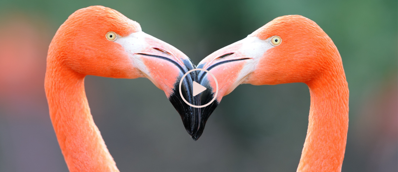 Video: Valentijnsdag in het dierenrijk image