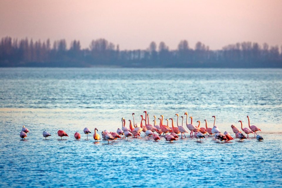 Flamingo's_Nederland