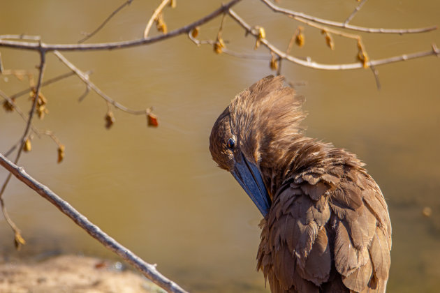 Poetsende hamerkop