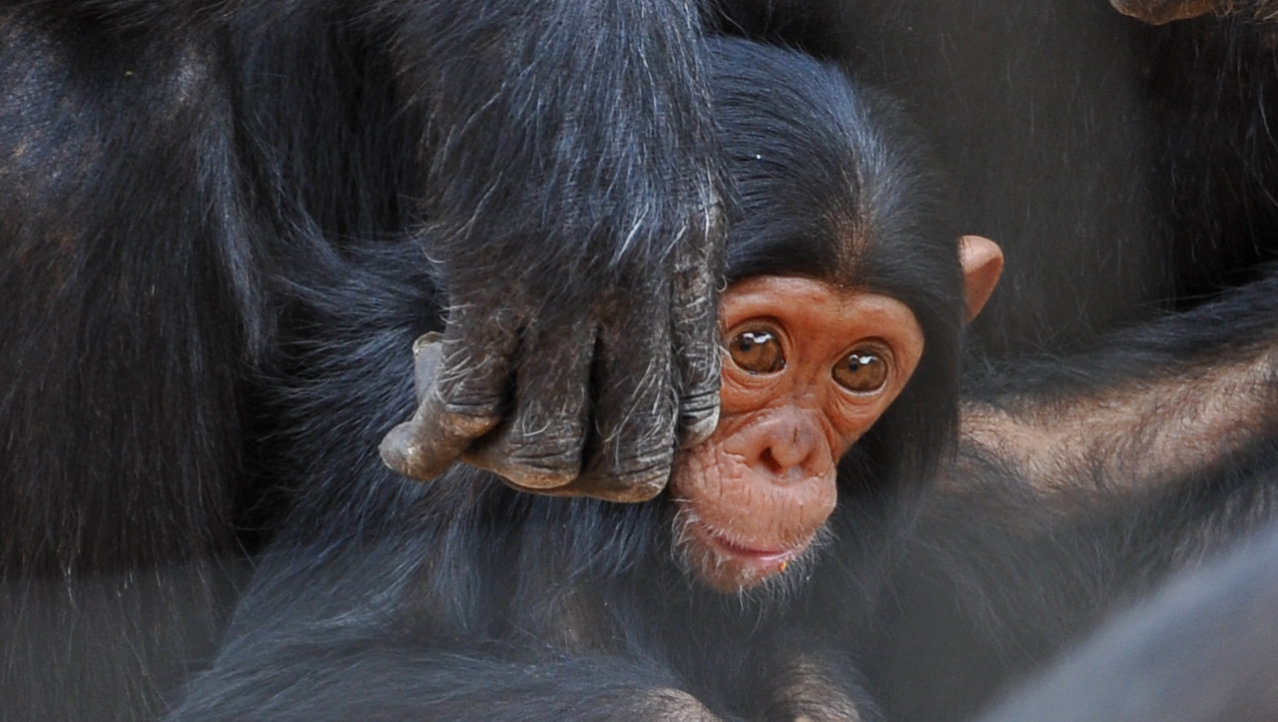 Chimfunshi Wildlife Orphanage / sanctuary for Chimpanzees , Zambia