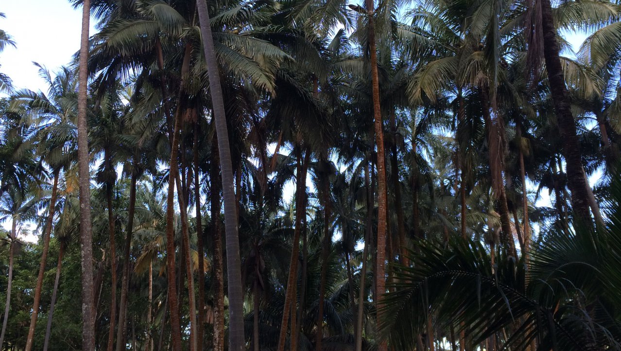 Het kokosbos van L'Anse des Cascades