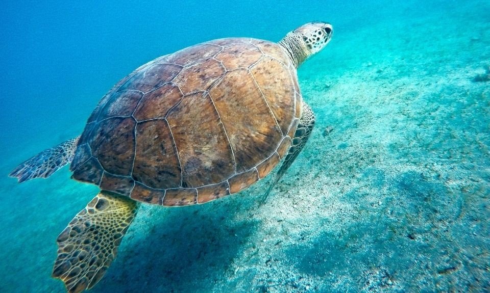zeeschildpadden Noord-Cyprus