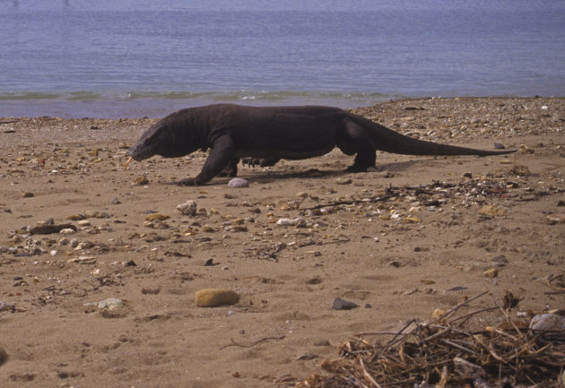 Komodo Varaan op Komodo Island Indonesië