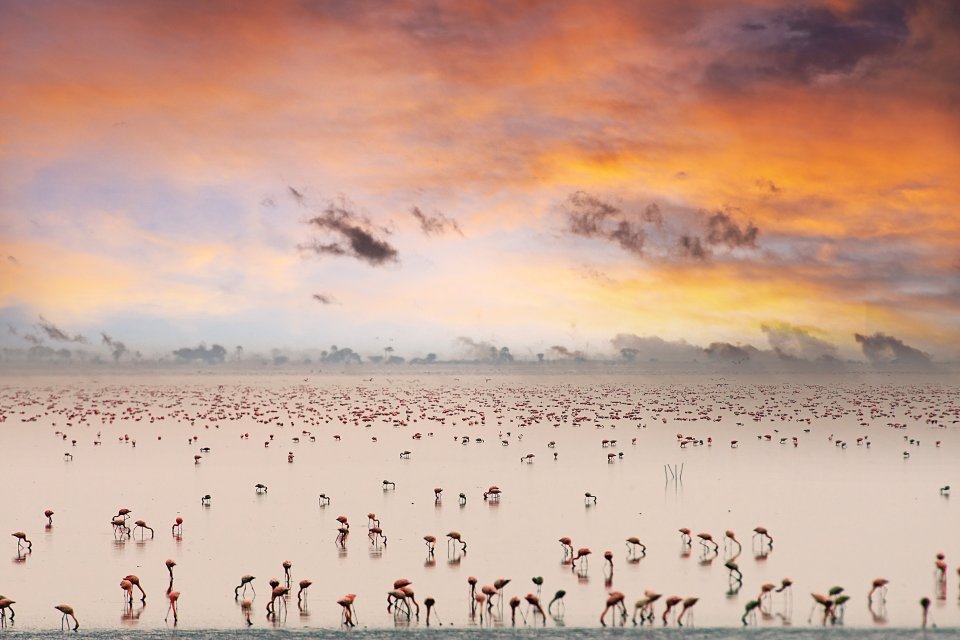 Flamingo's in Tanzania. Foto: iStock