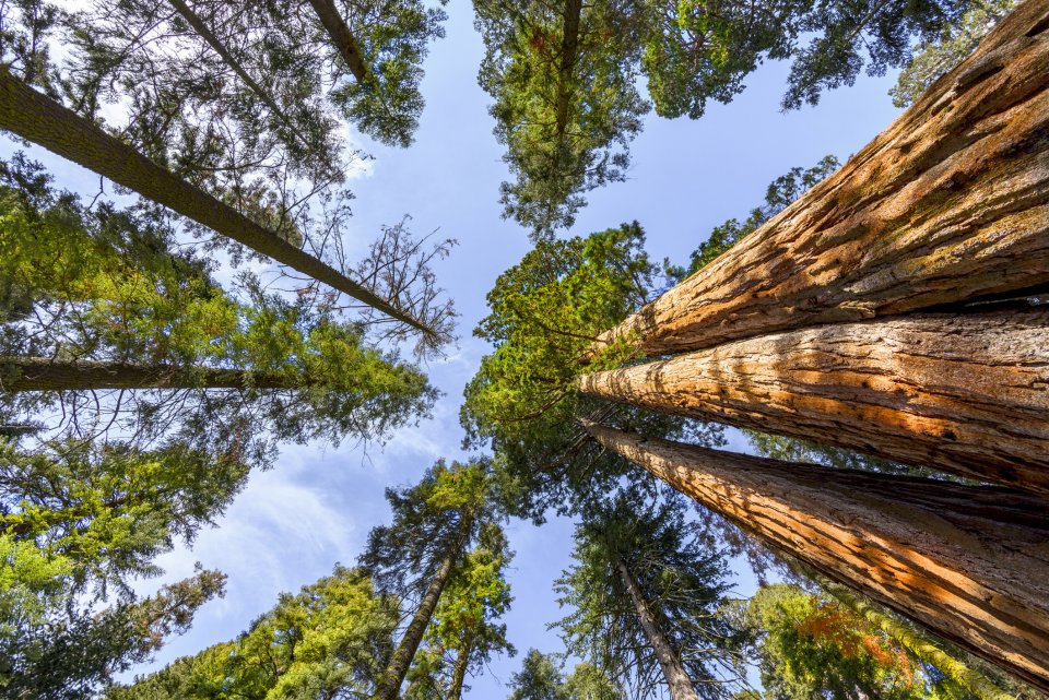Redwood bomen, Californië VS. Foto: iStock