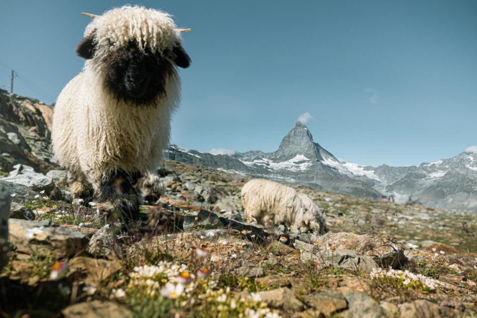 Op schapenjacht op de Gornergrat-bergkamp CREDIT Christian Pfammatter