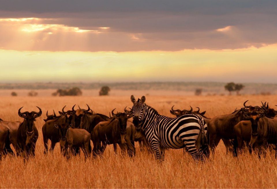 Serengeti en Ngorogorokrater