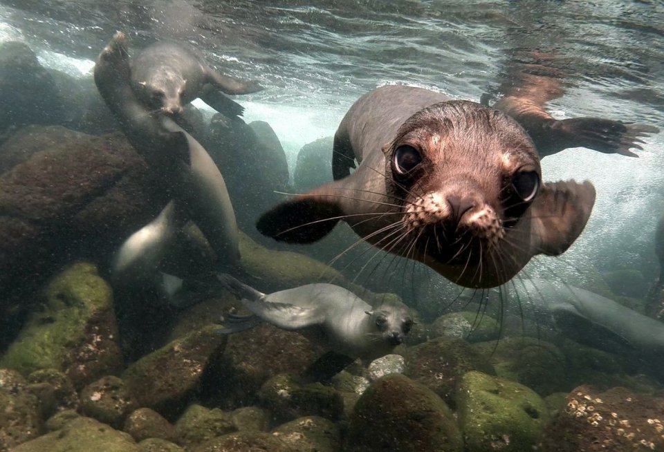 Galapagoseilanden. Foto: Getty Images