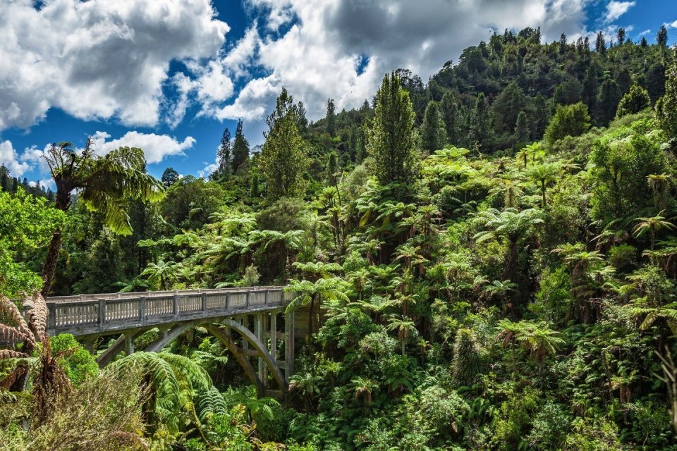 Wandeltochten - The Bridge to Nowhere in Nationaal Park Whanganui in Nieuw-Zeeland - Getty Images 